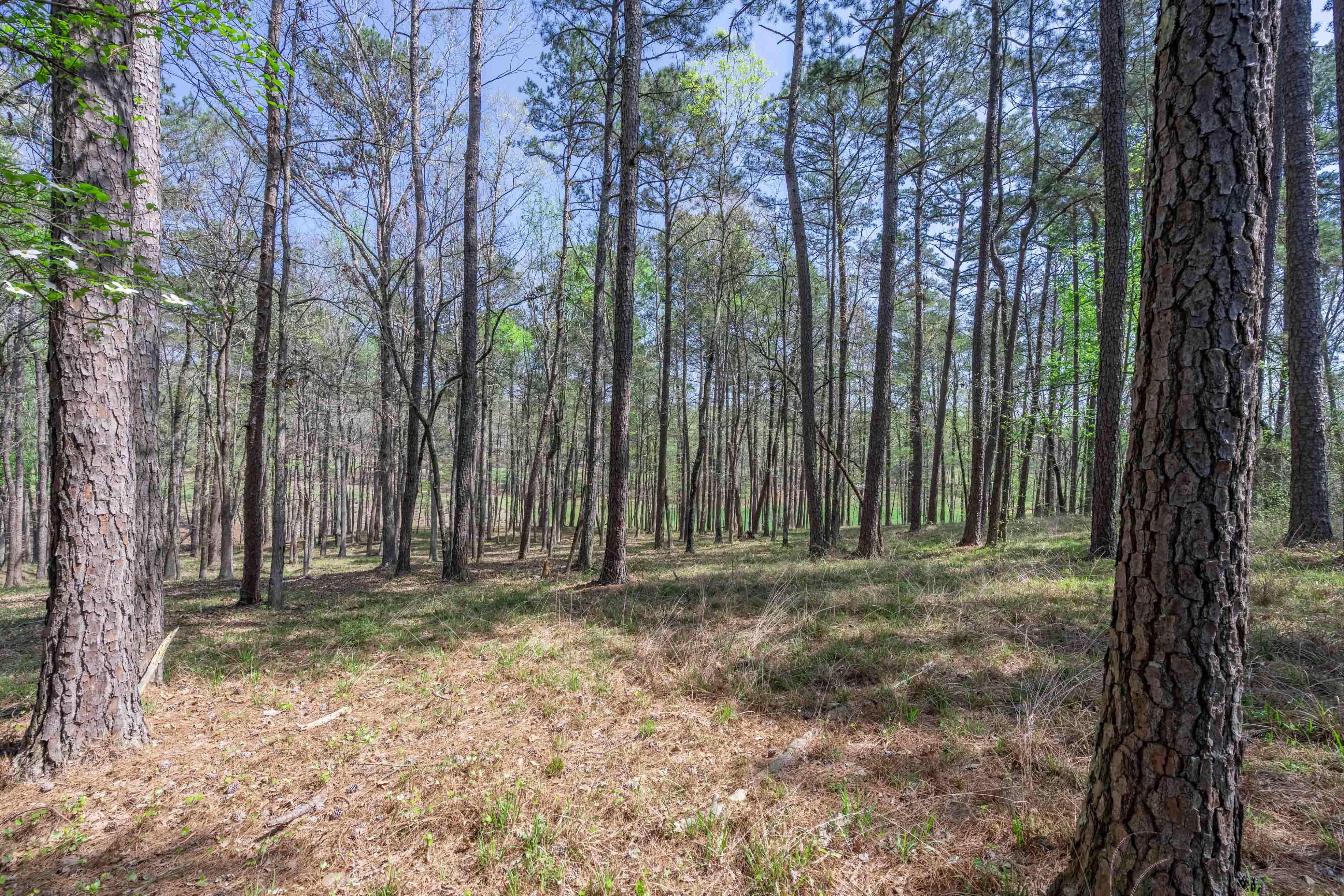 1190 Callahan's Ridge Road image 6